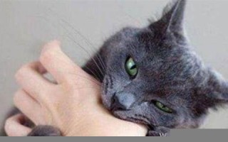 梦见猫咬我(女人梦见猫咬自己是什么预兆)