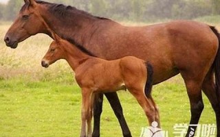 1990年属什么(1990年属什么命五行属什么命)