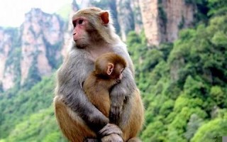 属猴和什么属相最配、相克(属猴与什么属相最配)