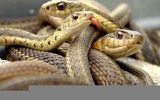 梦见很多的蛇(梦见很多的蛇到处都是)