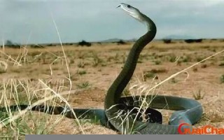 梦见被蟒蛇追(女人梦见大蟒蛇是吉兆发财) 梦见被蟒蛇追(女人梦见大蟒蛇是吉兆发财)