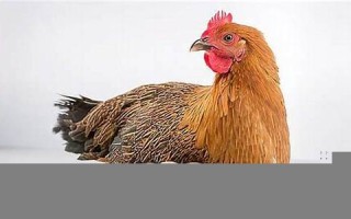 梦见母鸡下蛋(周公解梦大全查询大全) 梦见母鸡下蛋(周公解梦大全查询大全)