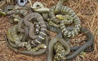 做梦梦见很多蛇(做梦梦见很多蛇还被咬了是什么意思)