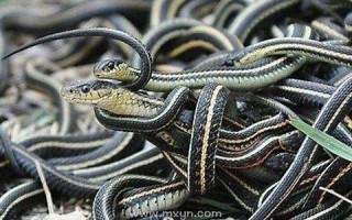 女人梦见很多蛇