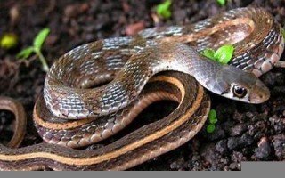 做梦梦到蛇缠身(做梦梦到蛇缠身什么意思)