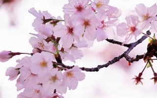 3月27(3月27日生日是什么星座) 3月27(3月27日生日是什么星座)