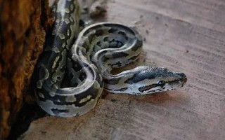 梦见蟒蛇追我(梦见蟒蛇追我是什么预兆)