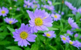 4月2日(4月2日安徒生诞辰日确定为国际) 4月2日(4月2日安徒生诞辰日确定为国际)