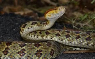 梦到蛇是什么意思(睡觉梦到蛇是什么意思)