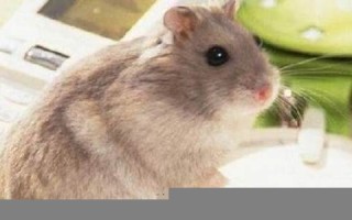 梦见老鼠是什么意思(梦见老鼠是什么意思周公解梦)