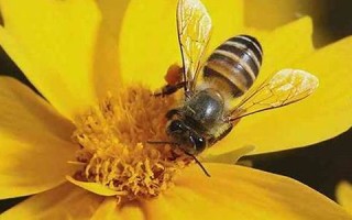 梦见蜜蜂(梦见蜜蜂蛰自己什么预兆)