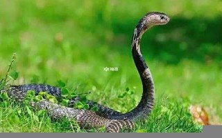 属蛇的今年多大(属蛇的今年多大了2023虚岁)