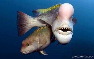 梦见怪鱼(梦见怪鱼是吉兆还是凶兆)