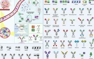 ab血型的男人(AB血型的男人很渣)