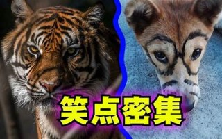 老虎狗(老虎狗妈妈)