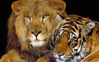 梦见老虎狮子(梦见老虎狮子追赶逃脱是什么预兆)