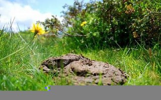 梦见牛粪(梦见牛粪弄到身上)