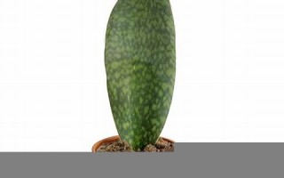 11.23(1123是什么意思) 11.23(1123是什么意思)