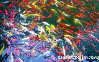 梦见许多鱼(梦见鱼好不好)