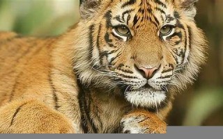 梦见老虎是什么预兆(梦见老虎是什么预兆 女性已婚)