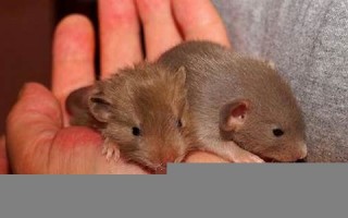 梦见被老鼠咬(梦见被老鼠咬出血了)