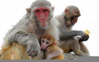 属猴人2023年全年运势运程(属猴人2023年全年运势运程男1980)