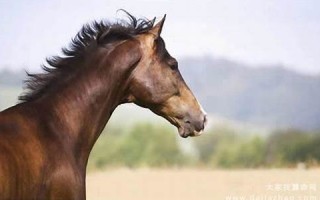 属马人2020年下半年运势及运程(属马人2020年下半年运势及运程详解)