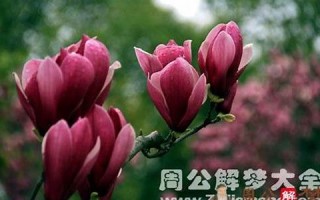 梦见各种花(梦见各种花开了是什么意思) 梦见各种花(梦见各种花开了是什么意思)