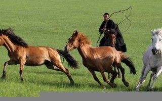 1954年属什么生肖(1954年属什么生肖今年多大岁数) 1954年属什么生肖(1954年属什么生肖今年多大岁数)