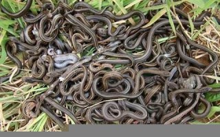 做梦梦到很多蛇