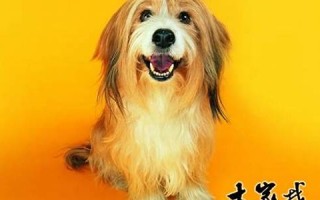 属狗2018年运势及运程(属狗2018年的运势)