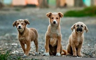 梦见一群狗(梦见一群狗咬人是什么预兆)