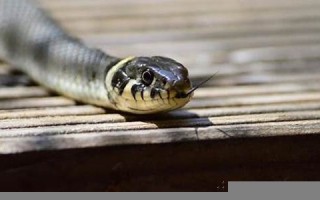 周公解梦 梦见蛇(周公解梦梦见蛇钻进裤腿里)