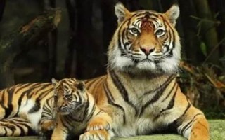 属虎2024年的运势及运程(属虎2024年的运势及运程1998年女)