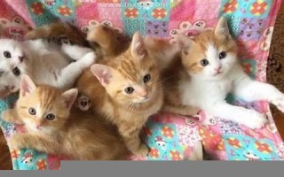 周公解梦 梦见猫(周公解梦梦见猫拉屎)