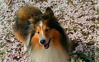 2017年4月13日(2017年4月13日农历是多少号)