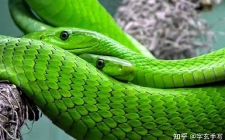 做梦梦到蛇是什么征兆(做梦梦到好多蛇是什么征兆)