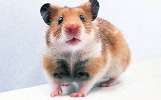 做梦梦见老鼠(做梦梦见老鼠是什么意思)