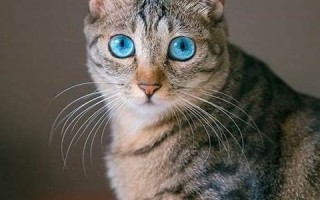 梦见猫什么意思(女人梦见猫的七大预兆)