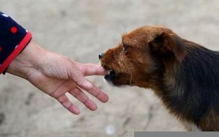 梦见狗咬手(梦见狗咬手了还有伤口)