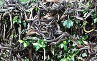 梦见好多蛇(梦见好多蛇还打死了一些是啥意思)