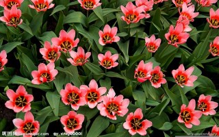 梦见死去的父亲(梦见死去的父亲是什么预兆)