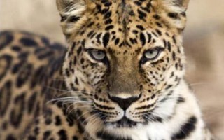 梦见豹子(梦见豹子追我是什么预兆)