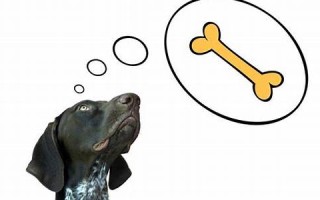 梦到狗(梦到狗咬自己出血是什么意思)