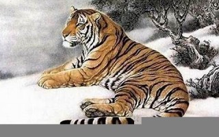 属虎(属虎人2025年全年运势运程) 属虎(属虎人2025年全年运势运程)