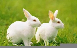 2013年属兔人的运程(2013年属兔人的运程怎么样)