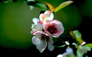 原版周公解梦(原版周公解梦原版免费)