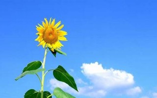 12月18日是什么星座(1982年12月18日是什么星座)