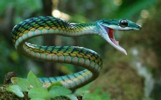 解梦 蛇(解梦蛇是什么预兆)