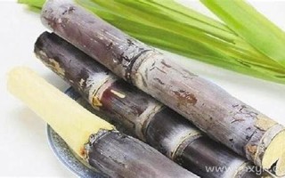 梦见甘蔗(梦见甘蔗是什么预兆)